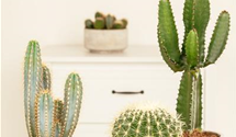 Echinocactus grusonia