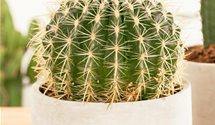 Echinocactus grusonia