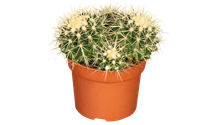 Echinocactus grusonia