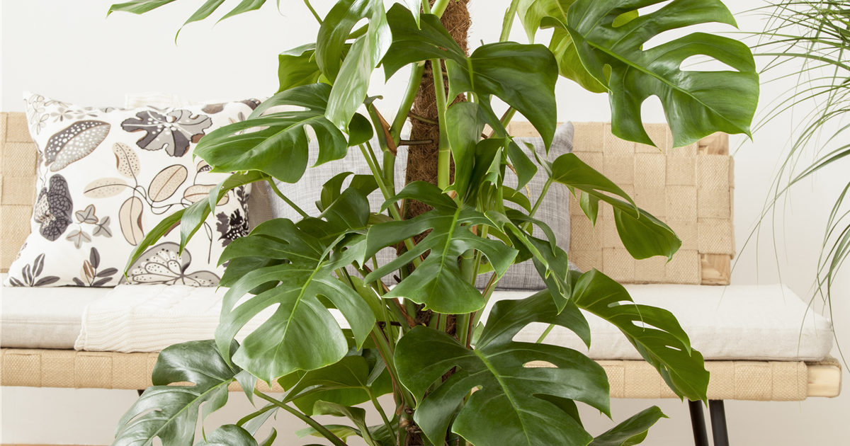 philodendron ring of fire kaufen Philodendron 'Ring of Fire'  The Plant Lady SF