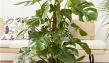 Monstera Deliciosa