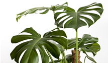 Monstera Deliciosa