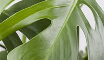 Monstera Deliciosa