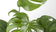 Monstera Deliciosa