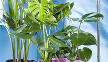 Monstera Deliciosa
