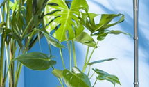 Monstera Deliciosa