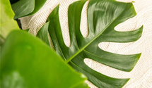 Monstera Deliciosa
