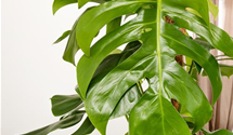 Monstera Deliciosa