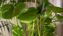 Monstera Deliciosa