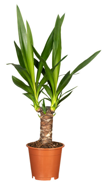 Palmlilie Yucca