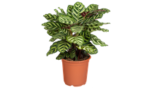 monstera adansonii licht Monstera Monkey Leaf main image 1