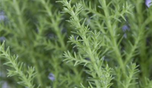 Cupressus