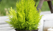 Cupressus
