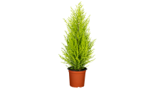 Cupressus