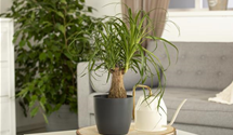 Beaucarnea 'Maya Palm'