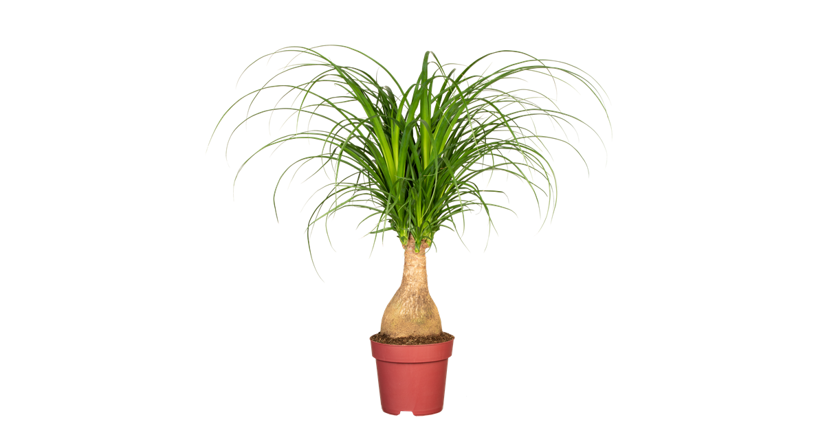 Elefantenfu 'Maya Palm'