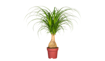 Beaucarnea 'Maya Palm'