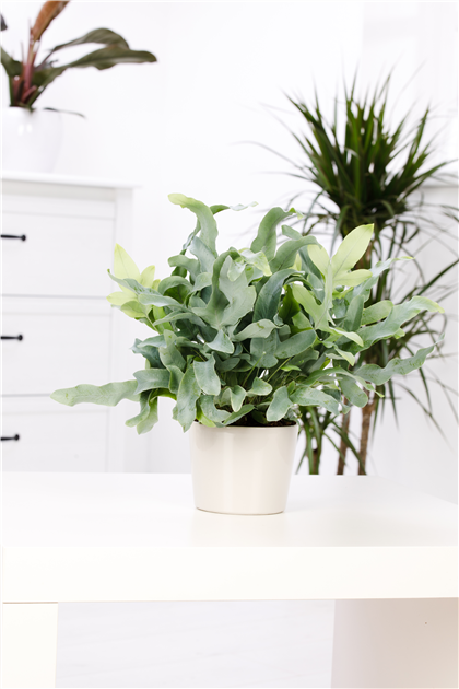 grner farn Grner Farn Green Lady (Nephrolepis)  3080 cm