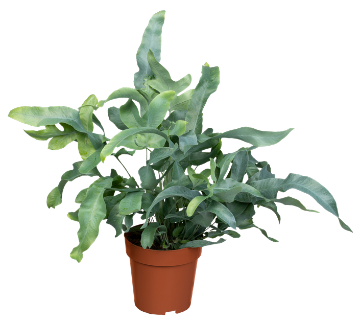 Blaufarn 'Blue Star'