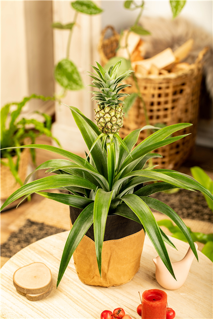 Zierananas