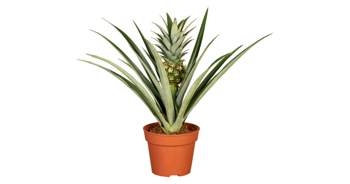 Zierananas