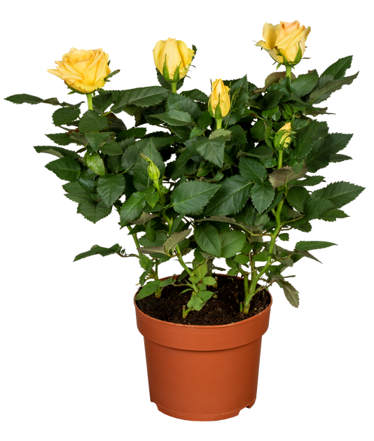 Topfrose