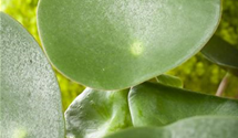 Pilea peperomioides