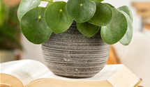 Pilea peperomioides