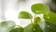 Pilea peperomioides