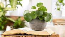Pilea peperomioides
