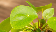 Pilea peperomioides