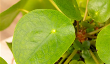 Pilea peperomioides