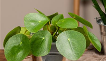 Pilea peperomioides