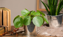 Pilea peperomioides