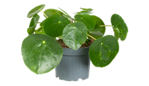 Pilea peperomioides