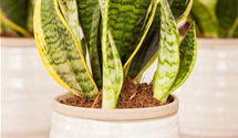 Sansevieria trifasciata 'Futura Superba'