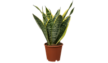 Sansevieria trifasciata 'Futura Superba'
