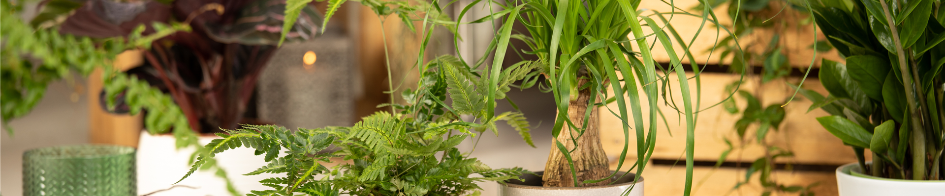 Davallia bullata Davallia bullata