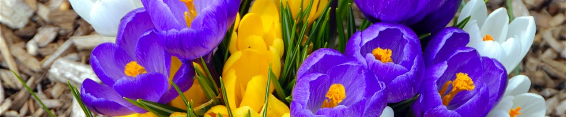 bigstock-Colorful-flowers-signal-the-be-18356669 (Groß) bigstock-Colorful-flowers-signal-the-be-18356669 (Groß)