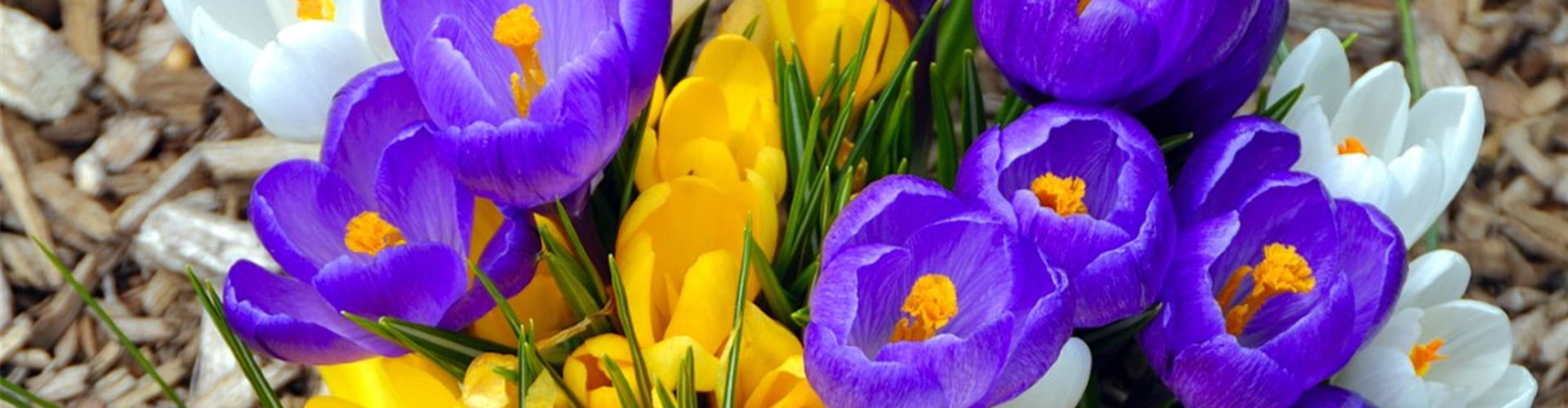 bigstock-Colorful-flowers-signal-the-be-18356669 (Groß)