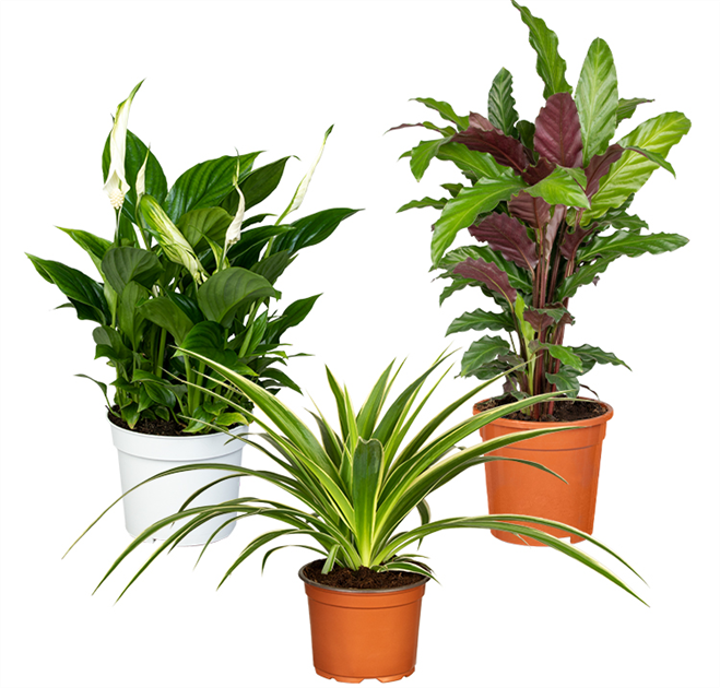 zimmerpflanzen gegen motten Moth bundle “Food moth-free” main image 0