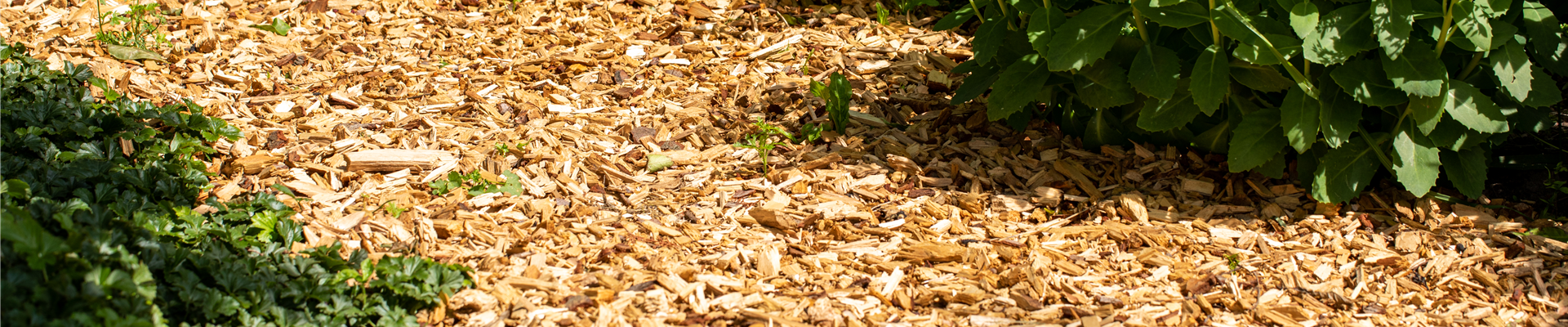 Rindenmulchweg Rindenmulchweg