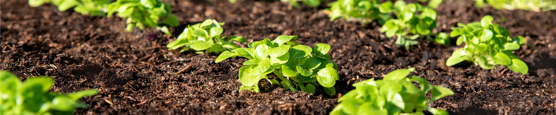 Feldsalat - Anbau Feldsalat - Anbau