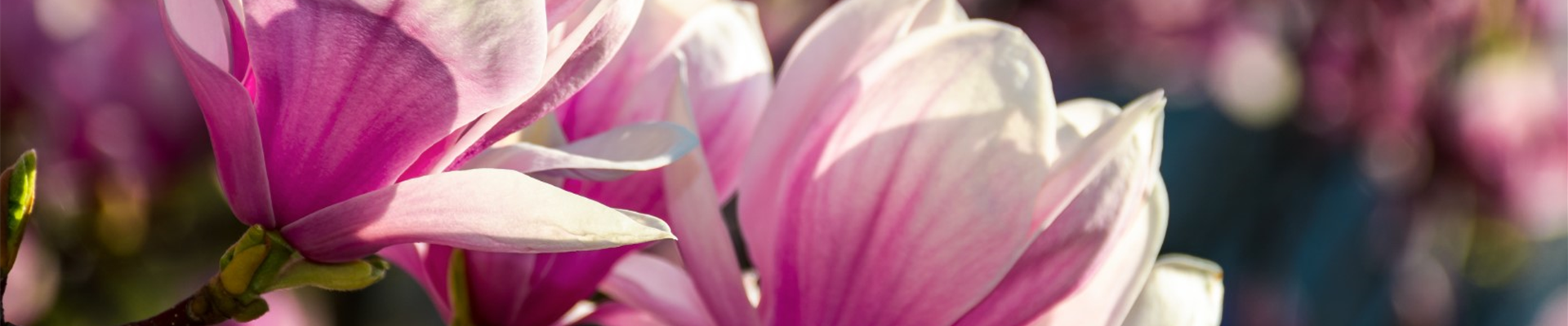 bigstock--220930012 (Groß) bigstock--220930012 (Groß)