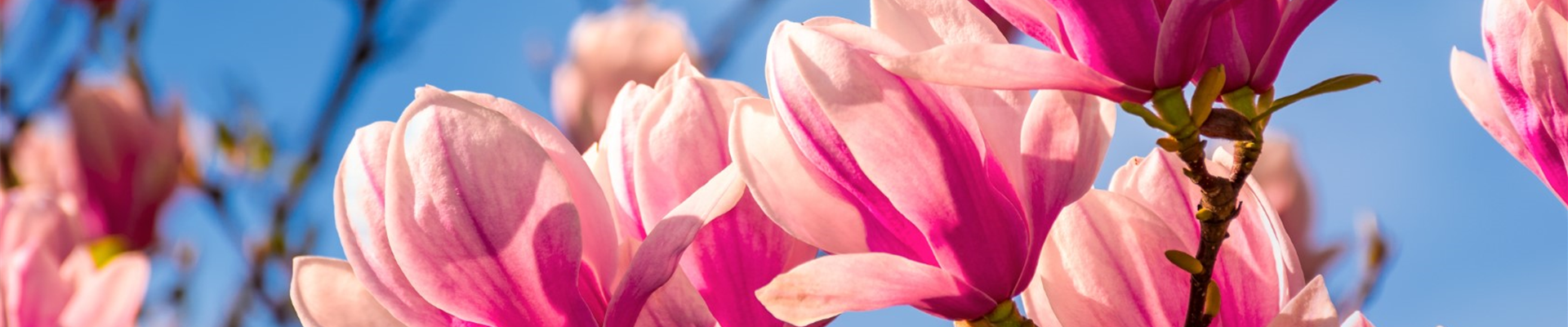 bigstock--218750200 (Groß) bigstock--218750200 (Groß)