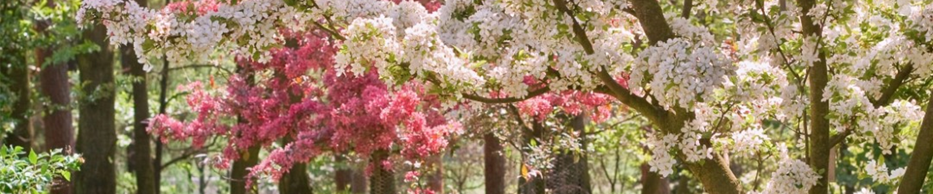 bigstock-beauty-tree-in-bloom-with-benc-26477456 (Groß)