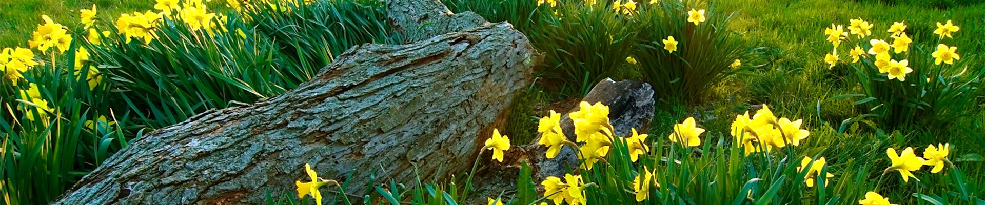 bigstock-Spring-Is-Here-3979581 (Groß)