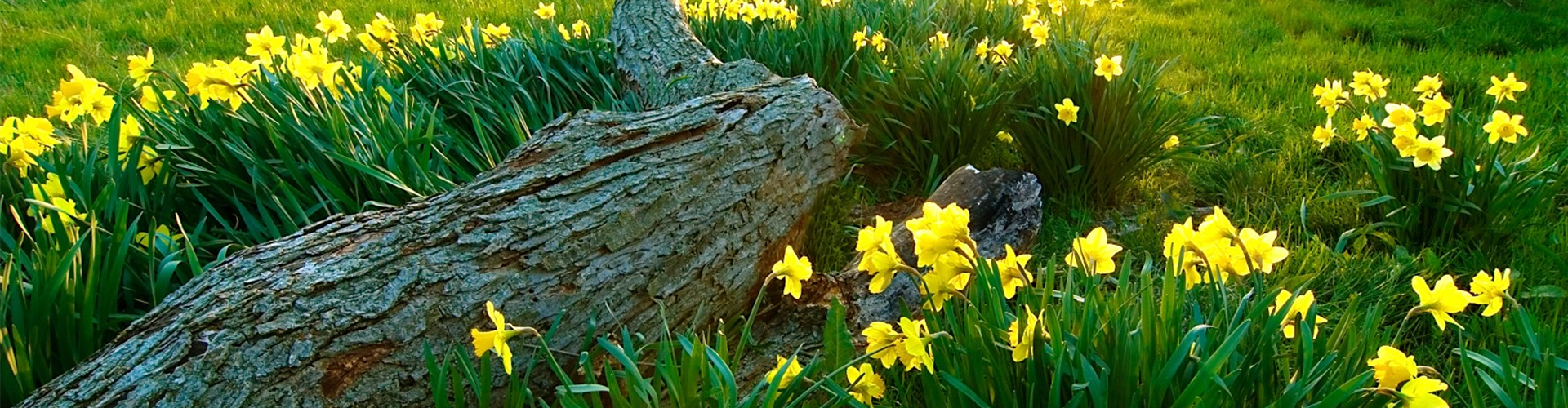 bigstock-Spring-Is-Here-3979581 (Groß)