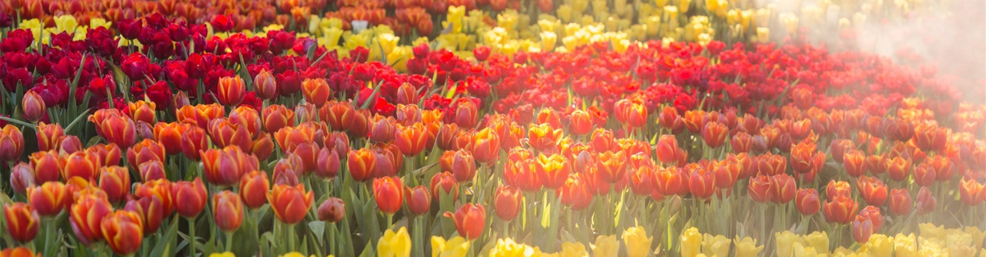 bigstock-Tulip-Flower-Beautiful-Tulips-228564553 (Large) (Groß)