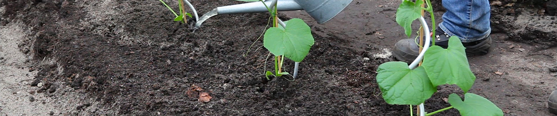 Gurken - Einpflanzen im Gemüsebeet (thumbnail) Gurken - Einpflanzen im Gemüsebeet (thumbnail)